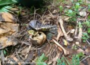 Temuan kerangka di sebuah kebun menggegerkan warga Kampung Cipari, Desa Cihaur, Kecamatan Simpenan, Kabupaten Sukabumi, dikejutkan pada Senin pagi (2/2/2026).