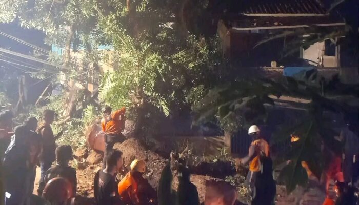 Pohon Mahoni Roboh di Bantargadung, Jalur Palabuhanratu–Cikembang Sempat Lumpuh