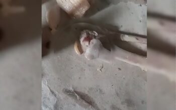 Belatung Ditemukan di Menu MBG PAUD Cimanggu, Kepala SPPG Beri Penjelasan