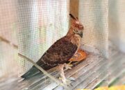 Seekor elang jawa (nisaetus bartelsi) yang ditemukan terluka usai menabrak jendela kaca rumah di Kecamatan Nagrak, Sukabumi, Sabtu (31/1/2025) pagi dikarantina sementara di rumah relawan.