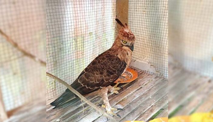 Karantina Sementara di Rumah Relawan, Elang Jawa di Nagrak Sukabumi Siap Diserahkan ke BKSDA