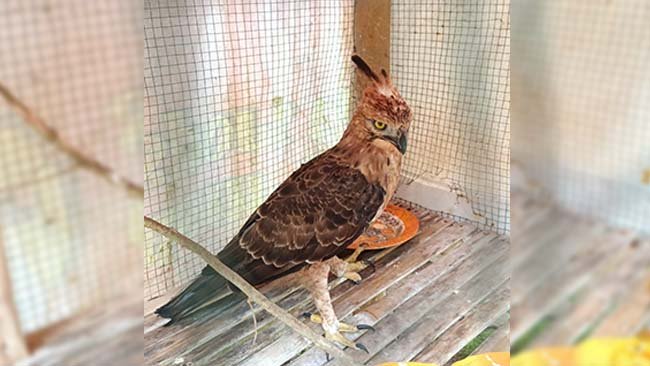 Seekor elang jawa (nisaetus bartelsi) yang ditemukan terluka usai menabrak jendela kaca rumah di Kecamatan Nagrak, Sukabumi, Sabtu (31/1/2025) pagi dikarantina sementara di rumah relawan.