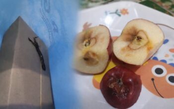 Bangkai Cicak hingga Buah Busuk, Menu MBG di SDN CBM Pakujajar Sukabumi Diprotes