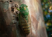 Bukan Sekadar Serangga, Turaes Disebut-sebut Pertanda Alam, Ini Kata Sains