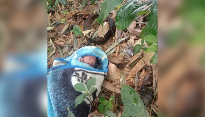 Astagfirullah! Bayi Laki-laki Dibuang di Kebun Bambu Parungkuda Sukabumi