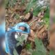 Astagfirullah! Bayi Laki-laki Dibuang di Kebun Bambu Parungkuda Sukabumi