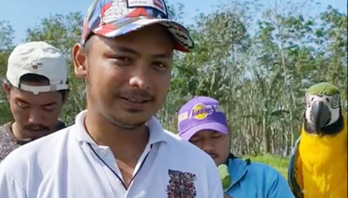 Cerita Ade, Pelatih Burung Free Flight dari Cicantayan Sukabumi