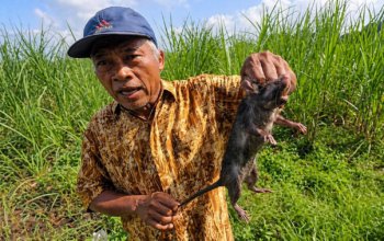 Hama Tikus Serang Sawah di Cikangkung, Petani Terancam Gagal Panen