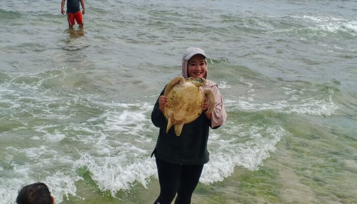 Pantai Pangumbahan, Wisata Konservasi Penyu yang Wajib Dikunjungi di Sukabumi