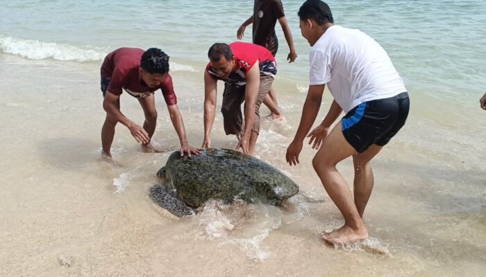 Momen Spesial di Pantai Cibuaya, Penyu Bermunculan di Tengah Wisatawan