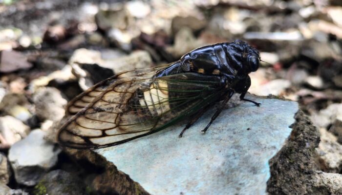 Fenomena Unik Sukabumi, Turaes atau ‘Tonggeret’ Melimpah, Warga Ramai-ramai Mengolahnya Jadi Makanan