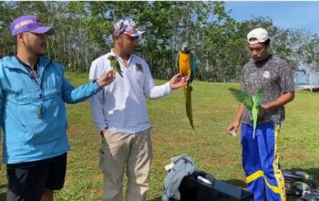 Melihat Burung Eksotis Terbang Menari di Bukit Panenjoan Sukabumi