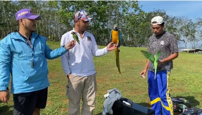 Sejumlah pecinta burung menunjukkan burung peliharaannya sebelum sesi latihan free flight di Bukit Panenjoan, Kecamatan Cibadak, Kabupaten Sukabumi, Sabtu (25/04/2026).