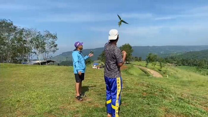 Seekor burung betet jawa hendak mendarat setelah terbang bebas saat sesi latihan di kawasan Bukit Panenjoan, Kecamatan Cibadak, Kabupaten Sukabumi, Sabtu (25/04/2026). 