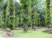 Riset Guru Besar IPB: Sawit tak Boros Air dan Bukan Penyebab Utama Banjir