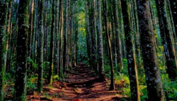 Curug Tangga Sukaraja, Destinasi Wisata Alam Baru yang Mulai Diminati Pengunjung