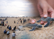 Long Weekend, Wisata Pantai Pasir Putih Pangumbahan Ramai Pengunjung, Atraksi Tukik Jadi Daya Tarik