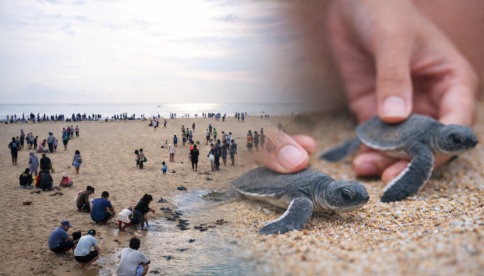 Long Weekend, Wisata Pantai Pasir Putih Pangumbahan Ramai Pengunjung, Atraksi Tukik Jadi Daya Tarik