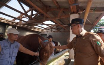 Kota Sukabumi Terima Sapi Kurban Dari Presiden, Jenis Simental Cross Limosin Berbobot 1,170 Ton