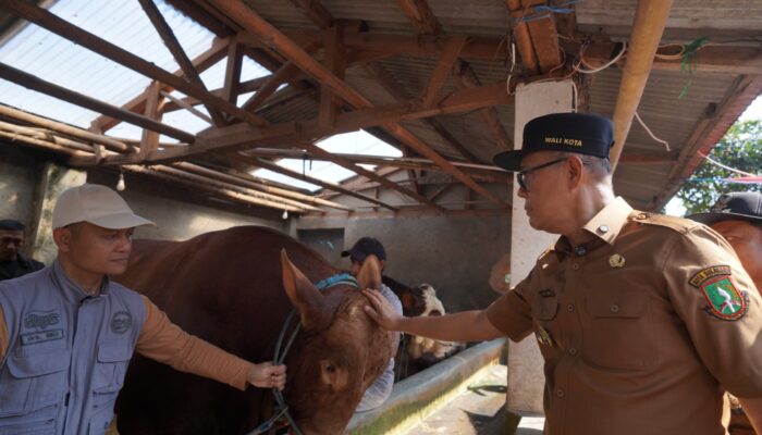 Kota Sukabumi Terima Sapi Kurban Dari Presiden, Jenis Simental Cross Limosin Berbobot 1,170 Ton