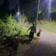 Truk Masuk Jurang di Cisarakan Palabuhanratu, Dua Orang Luka-luka
