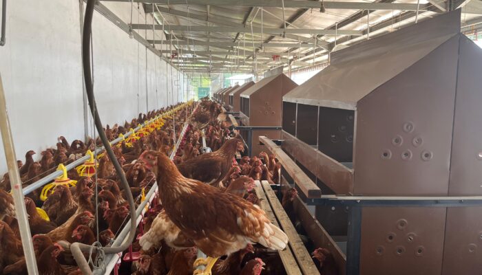 Model Farm Cage-Free di Industri Ayam Petelur Mulai Dikembangkan di Indonesia