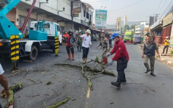 Cegah Risiko Kecelakaan, Pohon Mahoni Tua di Leuwi Goong Cibadak Ditebang