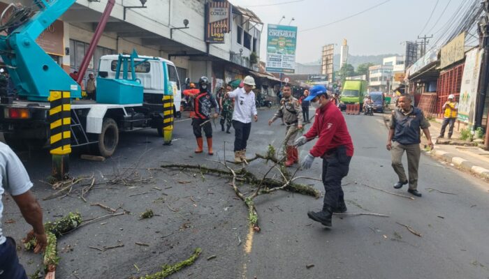 Cegah Risiko Kecelakaan, Pohon Mahoni Tua di Leuwi Goong Cibadak Ditebang