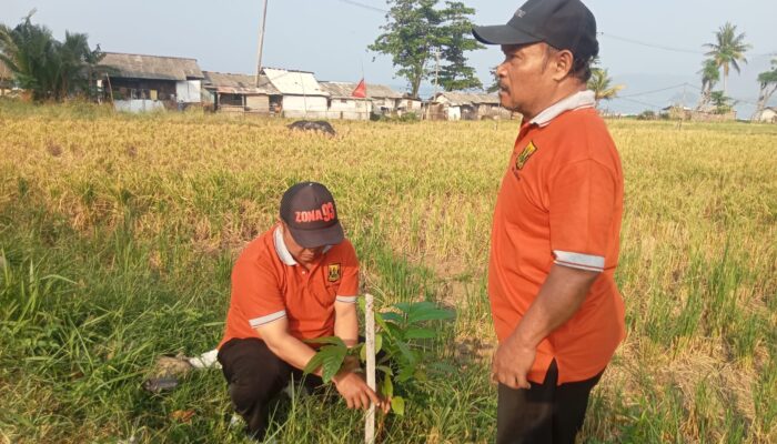 Cisolok Sukabumi Hijaukan Ruang Publik, 70 Pohon Ditanam untuk Jaga Lingkungan Pesisir