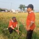 Cisolok Sukabumi Hijaukan Ruang Publik, 70 Pohon Ditanam untuk Jaga Lingkungan Pesisir