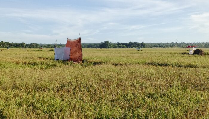 Panen Padi di Ciburial Pangumbahan Mulai Ramai, Petani Bersyukur Hasil Memuaskan