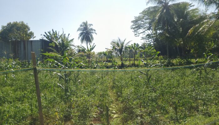 Usai Panen Padi, Petani di Surade Beralih Tanam Palawija