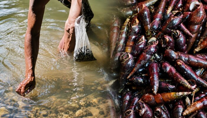 Asyiknya Berburu Susuh Sungai di Cipamarangan, Jadi Tradisi Kuliner Warga Buniwangi
