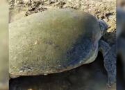 Penyu Hijau Raksasa Terdampar di Pantai Minajaya, Warga Evakuasi Pakai Tangga Bambu