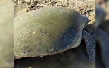 Penyu Hijau Raksasa Terdampar di Pantai Minajaya, Warga Evakuasi Pakai Tangga Bambu