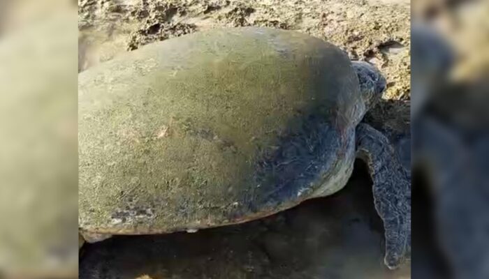 Penyu Hijau Raksasa Terdampar di Pantai Minajaya, Warga Evakuasi Pakai Tangga Bambu