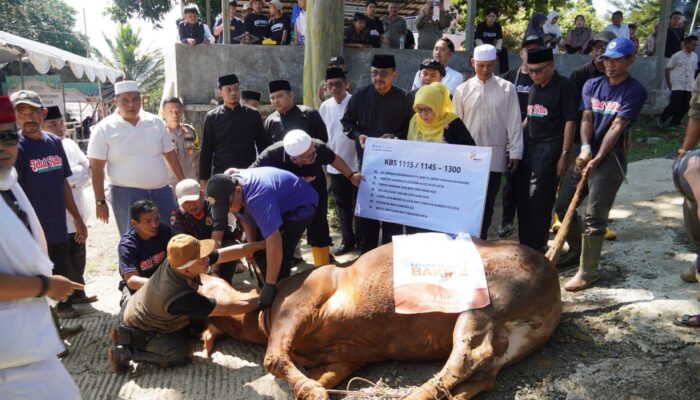 Tujuh Sapi Kurban dari Bakrie Amanah Disalurkan Pemkab Sukabumi untuk Warga