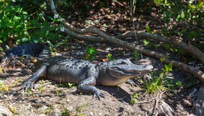 Buaya Sungai Cibatu Bukan Milik Renzo Edupark, Manajemen Buka Suara soal Asal Usul Satwa