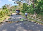 Pohon Lapuk Ancam Pengguna Jalan, Ranting Tumbang di Lengkong Sukabumi