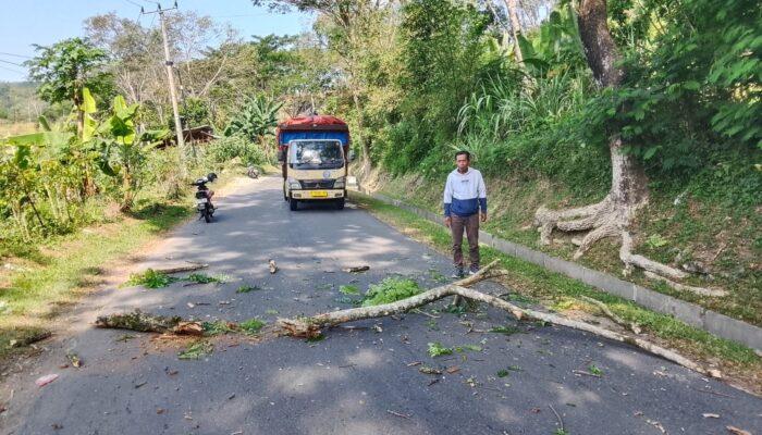 Pohon Lapuk Ancam Pengguna Jalan, Ranting Tumbang di Lengkong Sukabumi