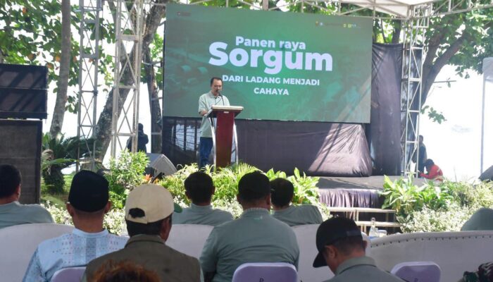Sorgum Jadi Sumber Cuan Baru Petani Sukabumi, Pasok Energi PLTU Palabuhanratu