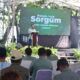 Sorgum Jadi Sumber Cuan Baru Petani Sukabumi, Pasok Energi PLTU Palabuhanratu