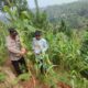 Dukung Swasembada Pangan, Polisi Dampingi Petani di Cisolok