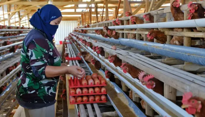 Bapanas: Harga Ayam dan Telur Mulai Naik Seiring MBG Kembali Berjalan