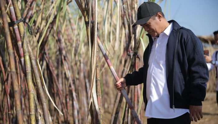 Pemerintah Tegaskan Pabrik Gula Wajib Punya Kebun Tebu, Dukung Target Swasembada Gula