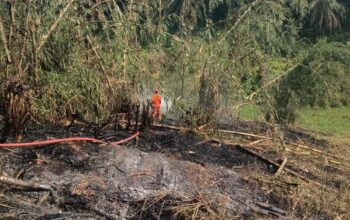 Kebakaran Lahan di Kalapanunggal Sempat Merambat, Damkar Berhasil Jinakkan Api