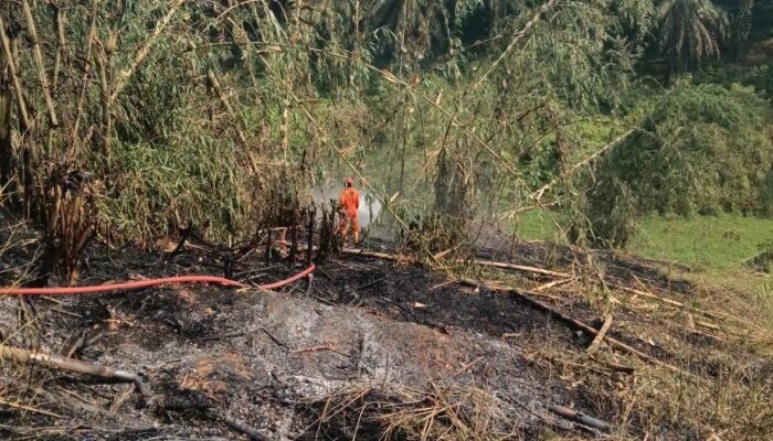 Kebakaran Lahan di Kalapanunggal Sempat Merambat, Damkar Berhasil Jinakkan Api