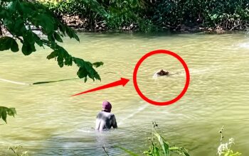 Di Balik Viral Buaya Situ Habibi, Warga Sudah Bertahun-tahun Hidup Berdampingan dengan Predator Liar