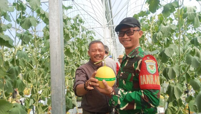 Tak Cuma Pantai, Cisolok Kini Punya Wisata Petik Melon Premium di Greenhouse Modern