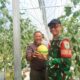 Tak Cuma Pantai, Cisolok Kini Punya Wisata Petik Melon Premium di Greenhouse Modern